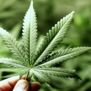 Stupefacenti, Sezioni Unite: è reato vendere cannabis light